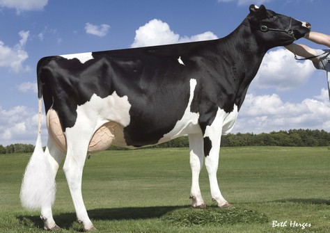 Roylane Socra Mira 1760 VG-86