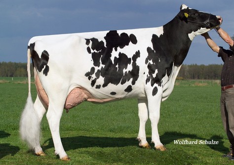 RR Shottle Elisa EX-90