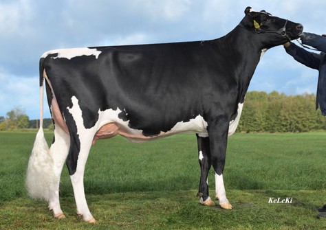 RR Rhododendra VG-85