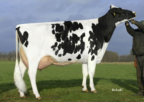 RR Shottle Elisa EX-90