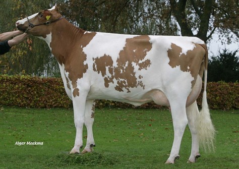 Morningview RUW Berta-Red VG-87