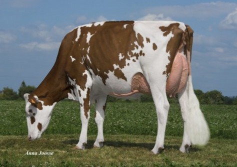RZH Enya Red VG-88