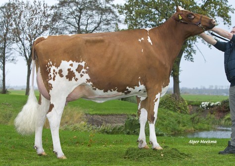 RZH Gwen P-Red VG-88