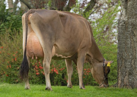 RZN Chrome Velvet VG-87