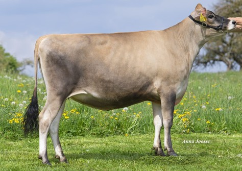 Arethusa Colton Venus EX-91