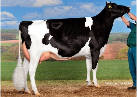 Sambuca 116 VG-86