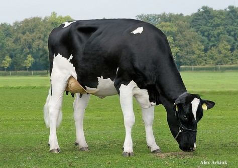 Sanderij Massia Elba VG-86 Sanderij Massia Elba VG-86