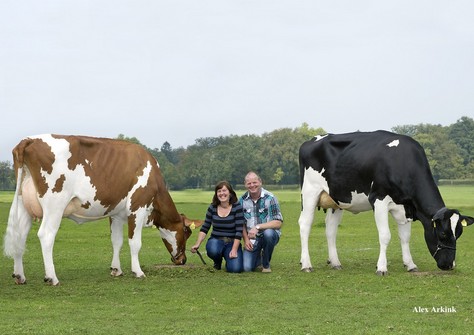 Sanderij Massia Elke & Massia Elba VG-86