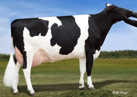 Sandy-Valley Bolt Sheila EX-92