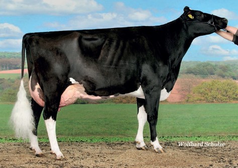 Savannah EX-90