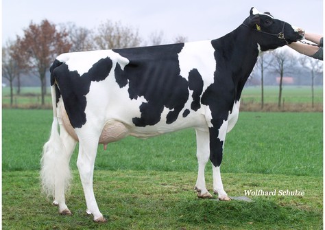 Sarah 153 VG-86 Sarah 153 VG-86