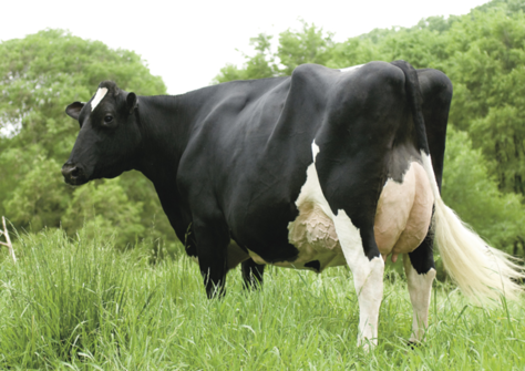 Regancrest-PR Barbie EX-92