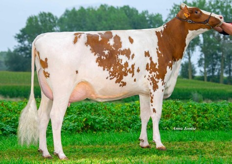 Schoco vh Zomerbloemhof VG-87