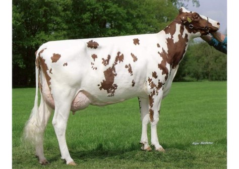 Schreur E Ihlen 221 VG-87