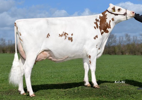 Schreur Vision Red VG-87 Schreur Vision Red VG-87