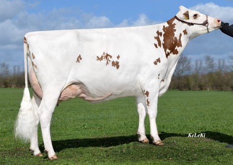 Schreur Vision Red VG-88