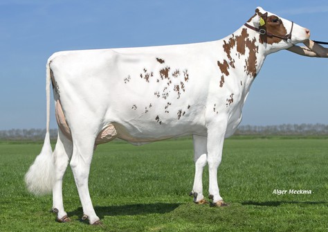 Schuit RM K&L Marcy PP Red VG-86