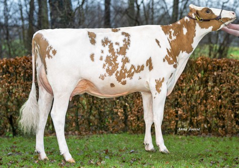 Schuit Solana P Red VG-86