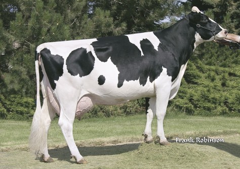 Seagull-Bay Oman Mirror VG-86