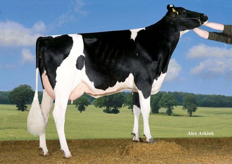 SH Jolie Jumper VG-88