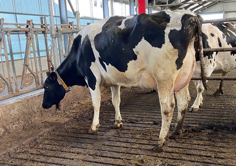 SH SAH Gracie VG-87