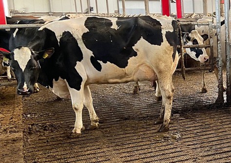 SH SAH Gracie VG-87