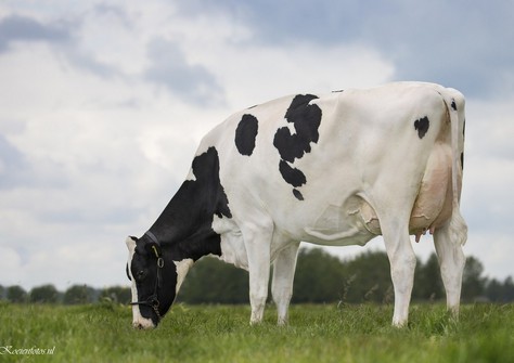 PR Shauny EX-90