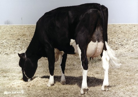 Sher-Est Thor Soup-TW VG-88