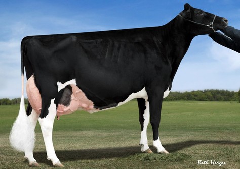 Silvermaple Damion Camomile EX-95