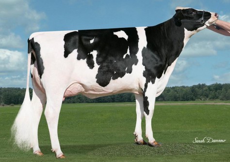 Simple-Dreams Md Candi-ET VG-89