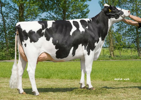 Skalsumer Pietje 981 VG-88