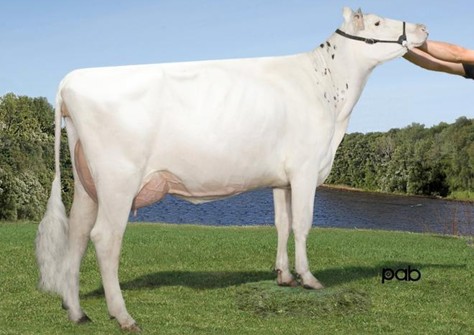 Skyreach Snow Eden VG-85 Skyreach Snow Eden VG-85