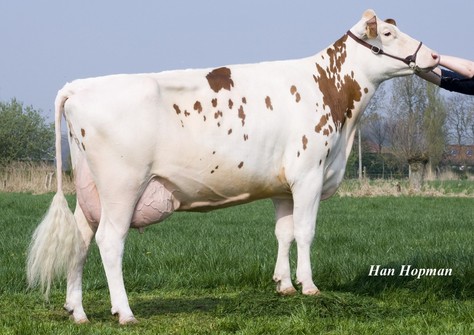 Sloeberke 2 Red VG-87