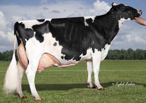 Smith-Crest-TW Sh Virgie EX-95