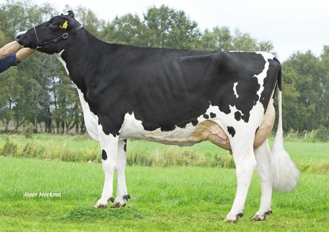 Sneeker 6 VG-86