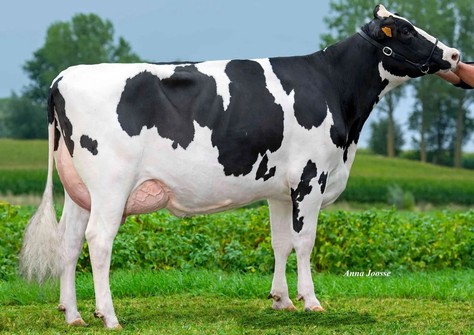 Snoepy vh Zomerbloemhof VG-87