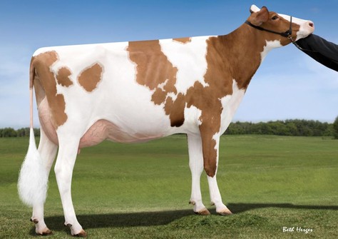 Snowbiz Sympatico Sofia Red VG-85