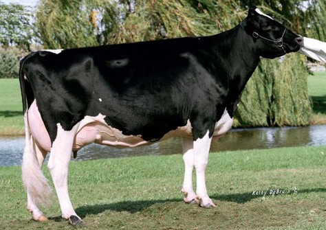 Snow-N Denises Dellia EX-95