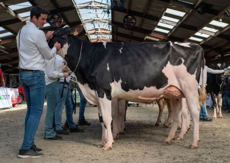 SO Forma Showking VG-89