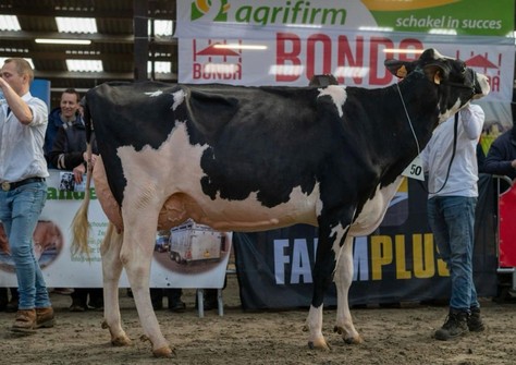 SO Forma Showking VG-89