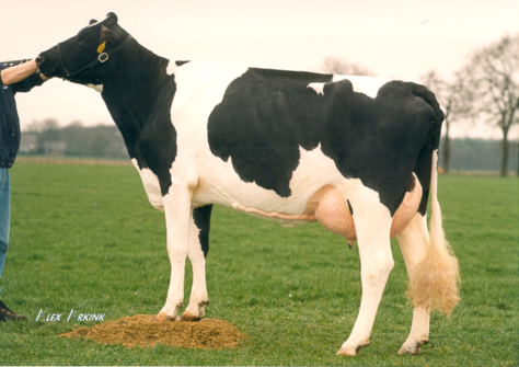 Southland Belle 3 VG-86