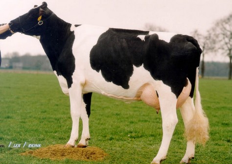 Southland Belle 3 VG-86