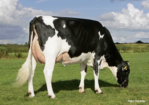 Southland Dellia 9765 VG-86