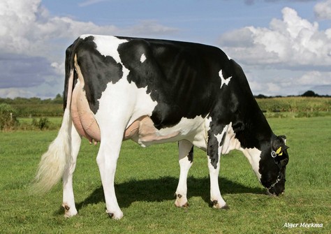 Southland Dellia 9765 VG-86