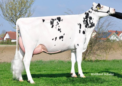 SPH Gallerie VG-86