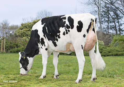 SPH Germania VG-86