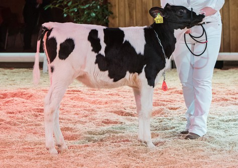 SPH Imola VG-85