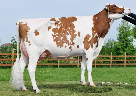 SPH Croteau Brekem Saga Red VG-86