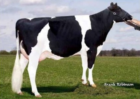 S-S-I Robust Magic 7228-ET VG-88 S-S-I Robust Magic 7228-ET VG-88