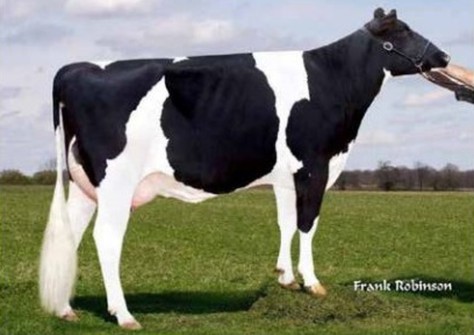 S-S-I Robust Magic 7228-ET VG-88